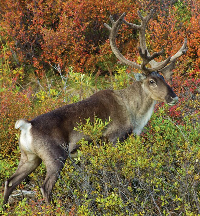 Hunting the Haul Road | Hunting Alaska | Hunt Alaska Magazine